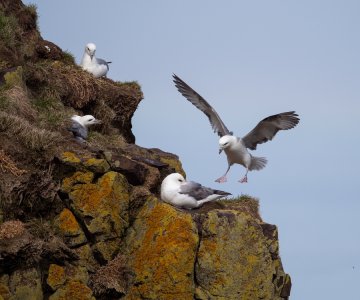 20250620_måker_shutterstock