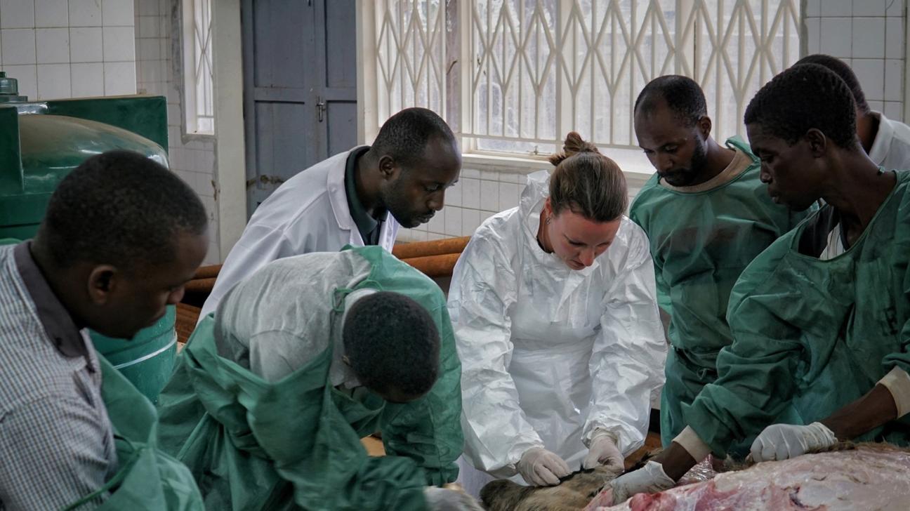 Internasjonalt samarbeid