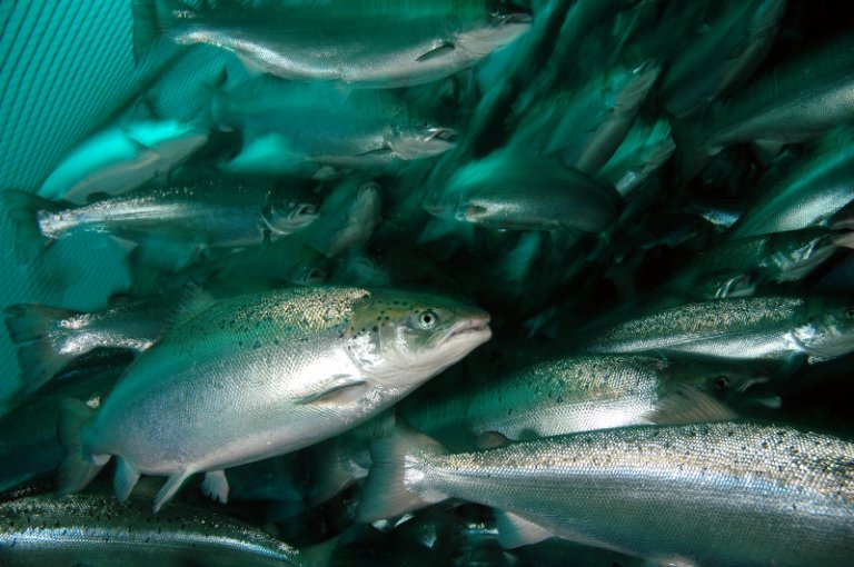 Laks i merd. Foto: Rudolf Svensen