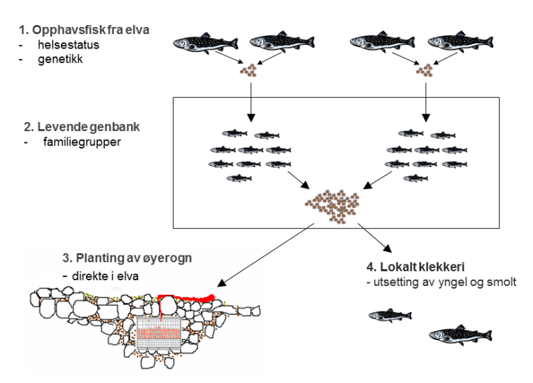 Villfisk - Skisse genbank.png