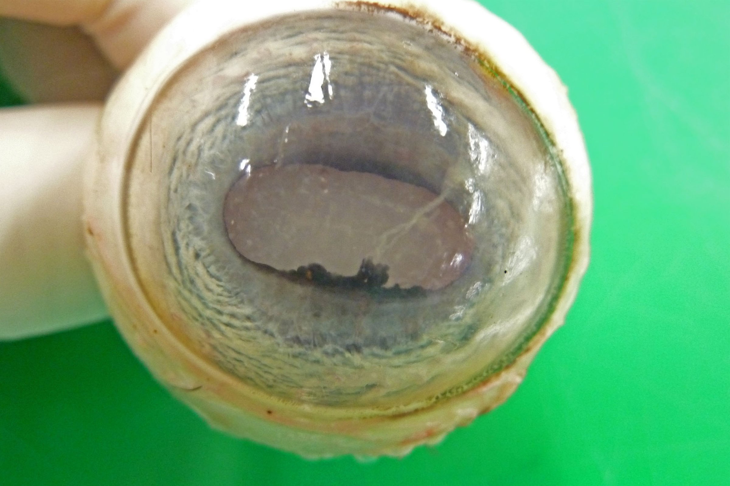 Linsen i øyet er blakket og forårsaker nedsatt syn, eller blindhet. Foto: Veterinærinstituttet