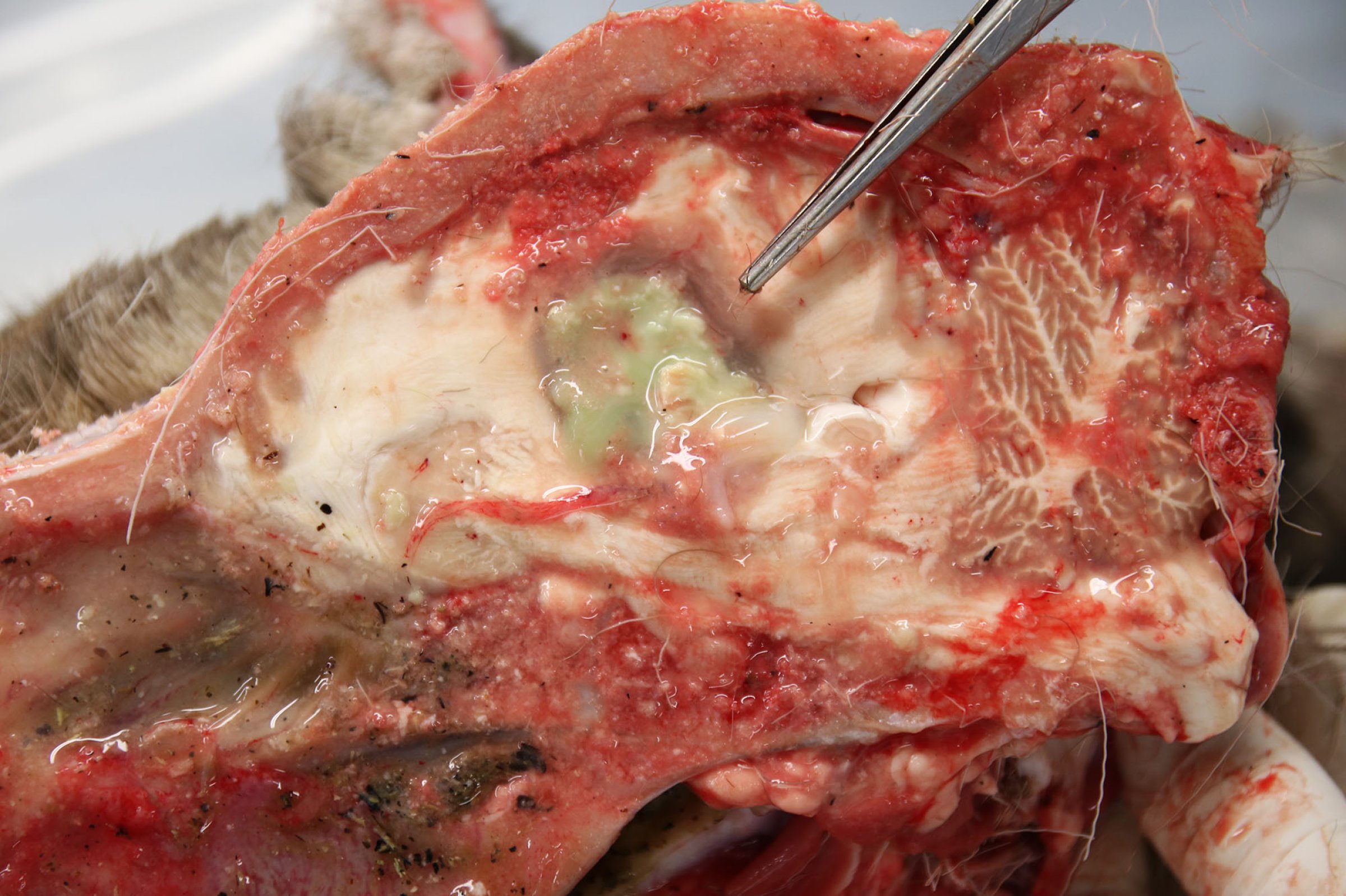 På dette tverrsnittet av hjernen fra en villrein sees en lysegrønn abcess (byll) sentralt (ved pinsett). Foto: Veterinærinstituttet