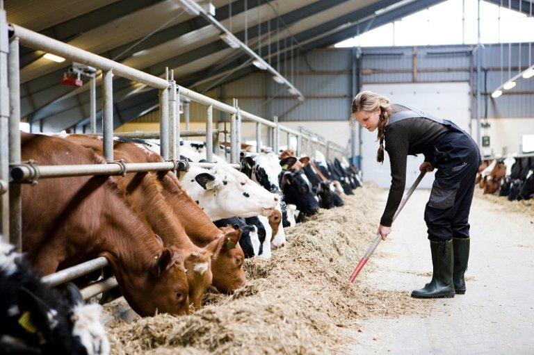Person gir høy til kuer i et fjøs