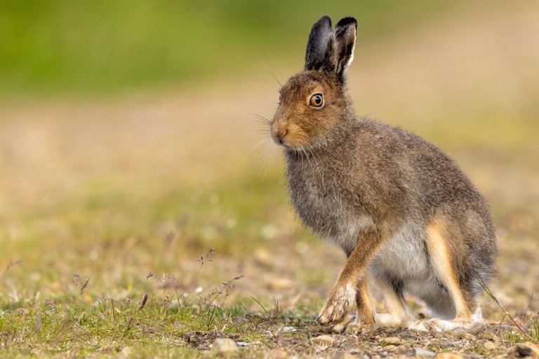 Fjellhare i natur