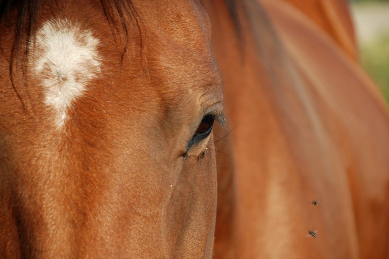 Foto av hest.