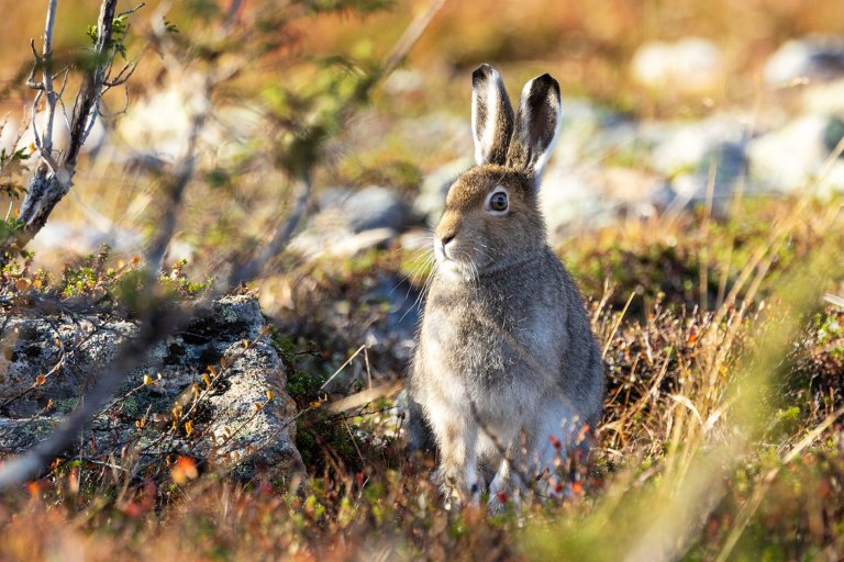 Illustrasjonsbilde av hare i naturen.