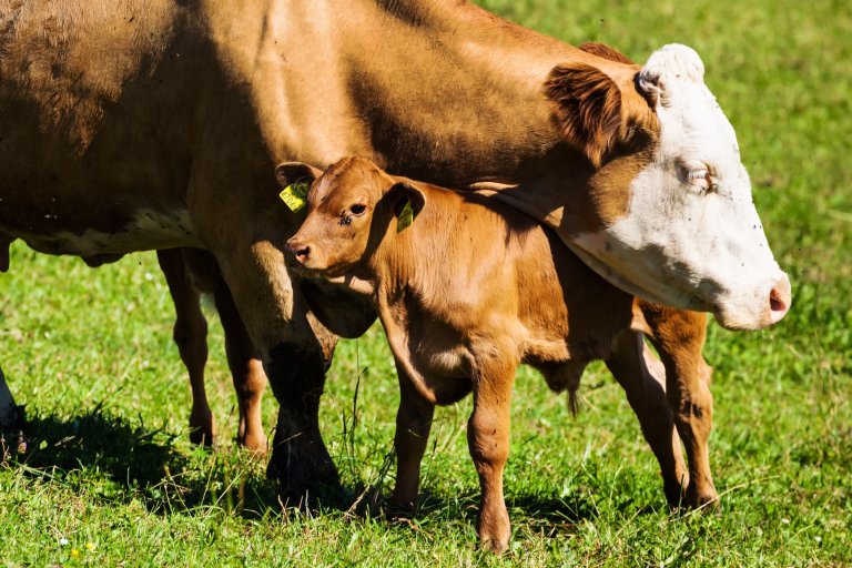 Ku og kalv sammen på beite.