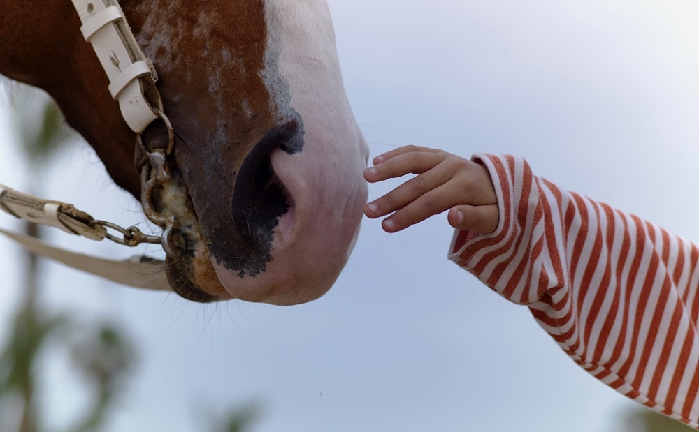Foto av mulen på en hest og en barnehånd som rører den for å illustrete sykdom som kan smitte mellom dyr og mennesker.