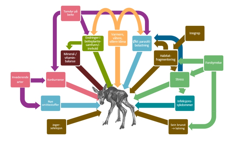 trampeillu hvit bakgrunn2.png