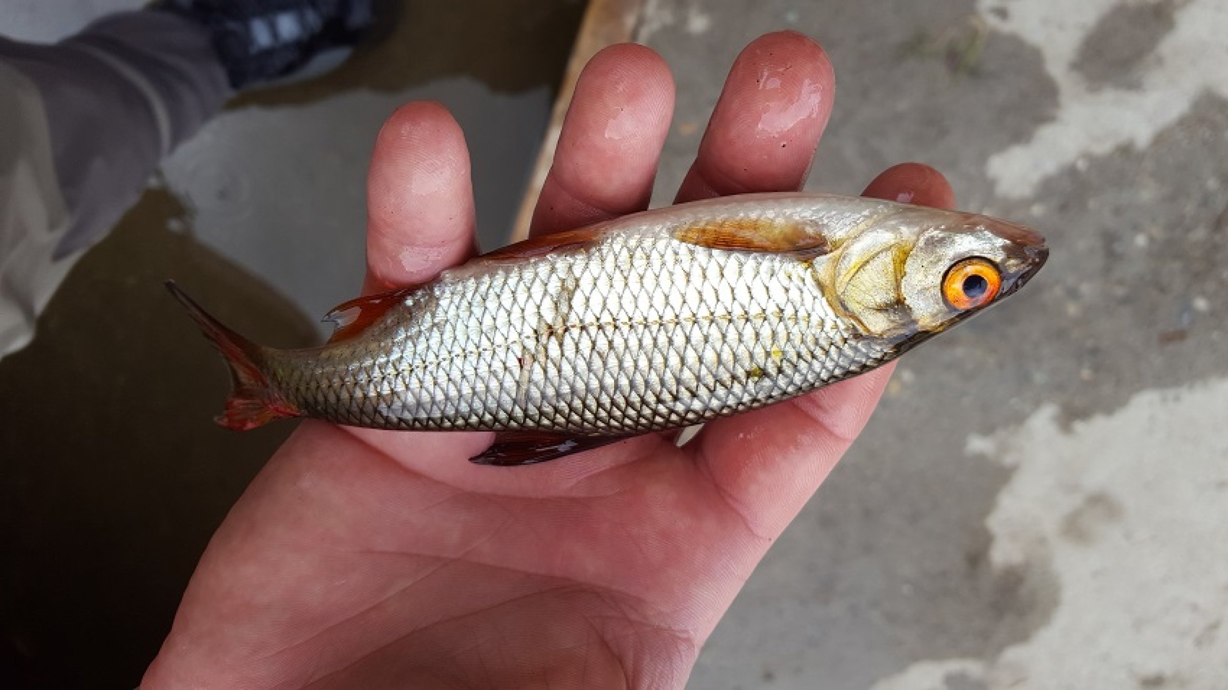 Mort. Foto: Helge Bardal, Veterinærinstituttet.