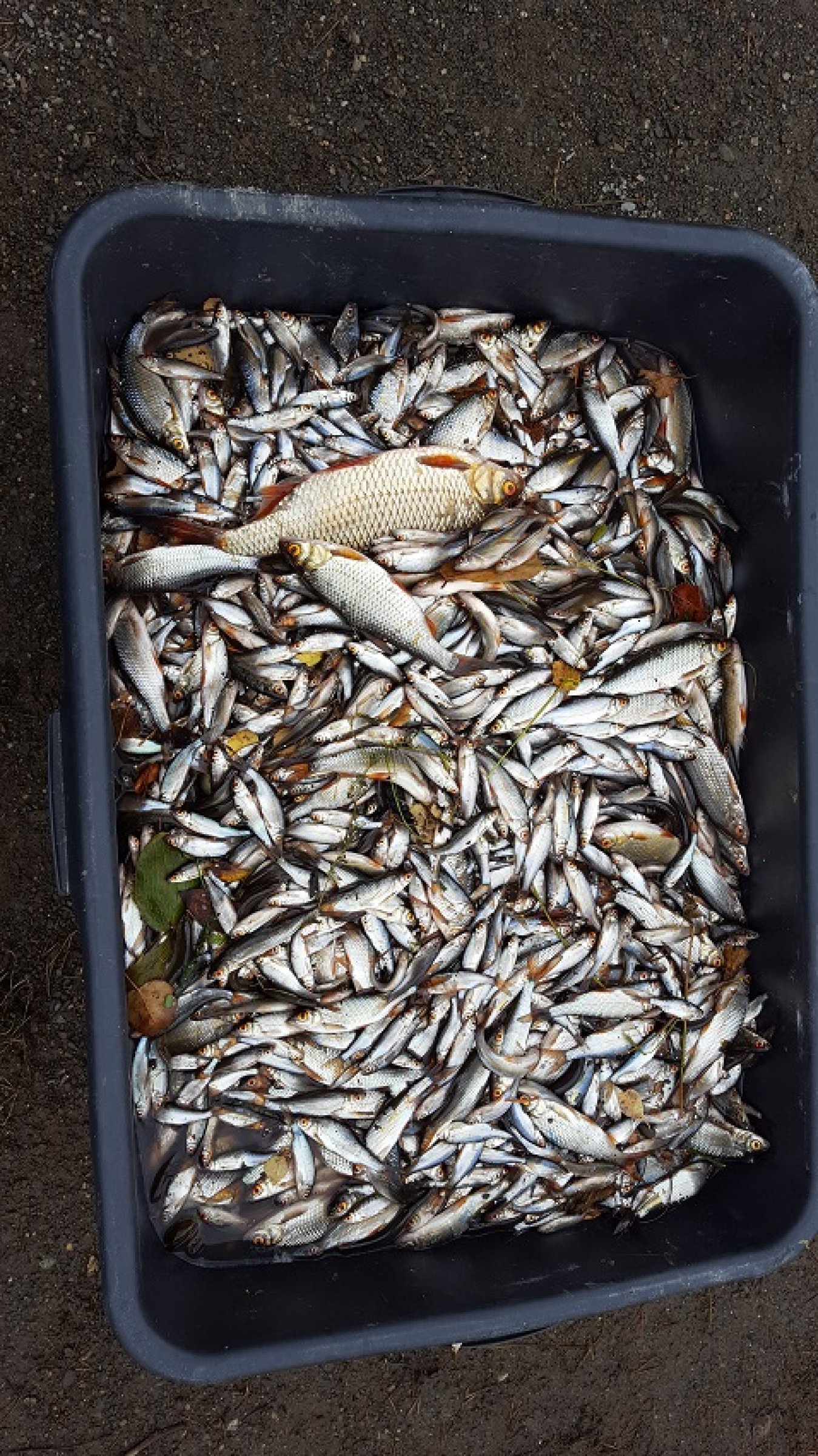 Mort. Foto: Helge Bardal, Veterinærinstituttet.