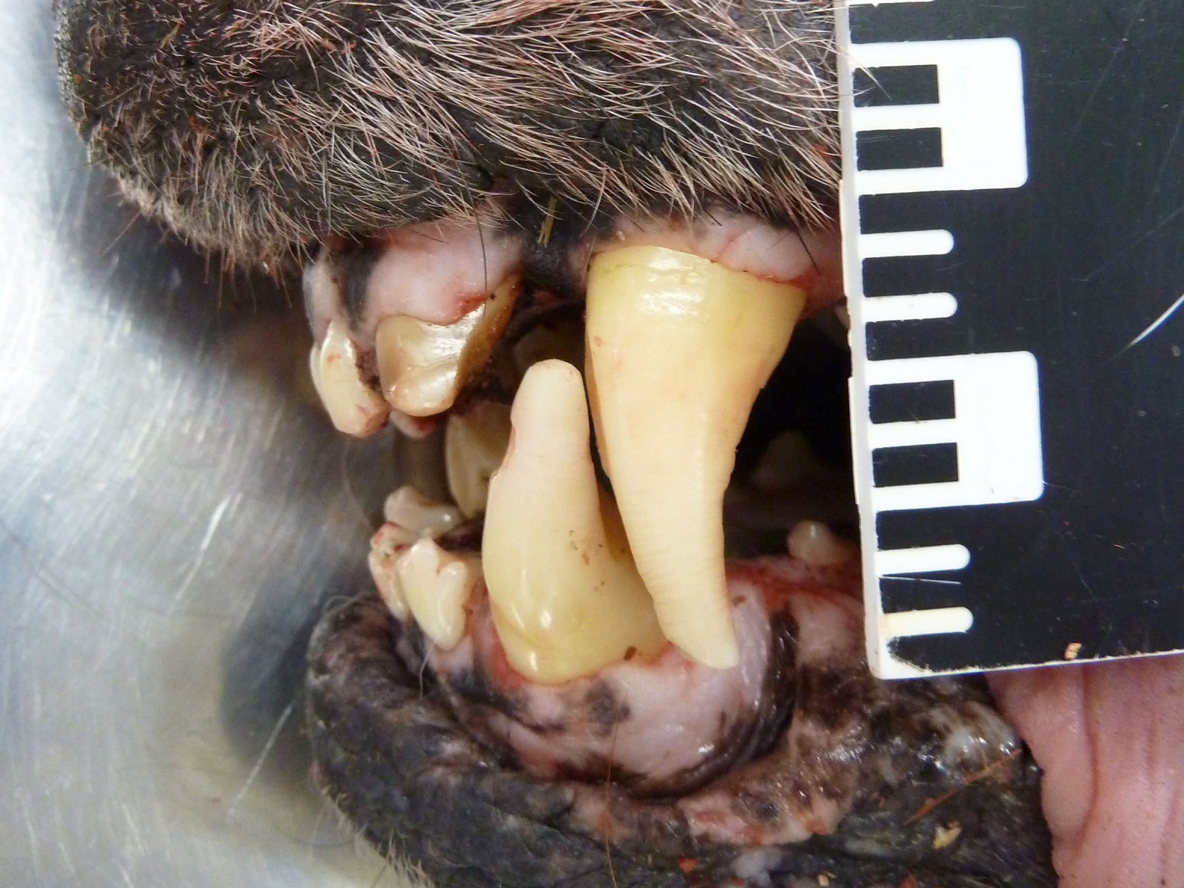 Ulven frå Enebakk hadde sterk slitasje av hjørnetenner og framtenner. Foto: Turid Vikøren/Knut Madslien, Veterinærinstituttet