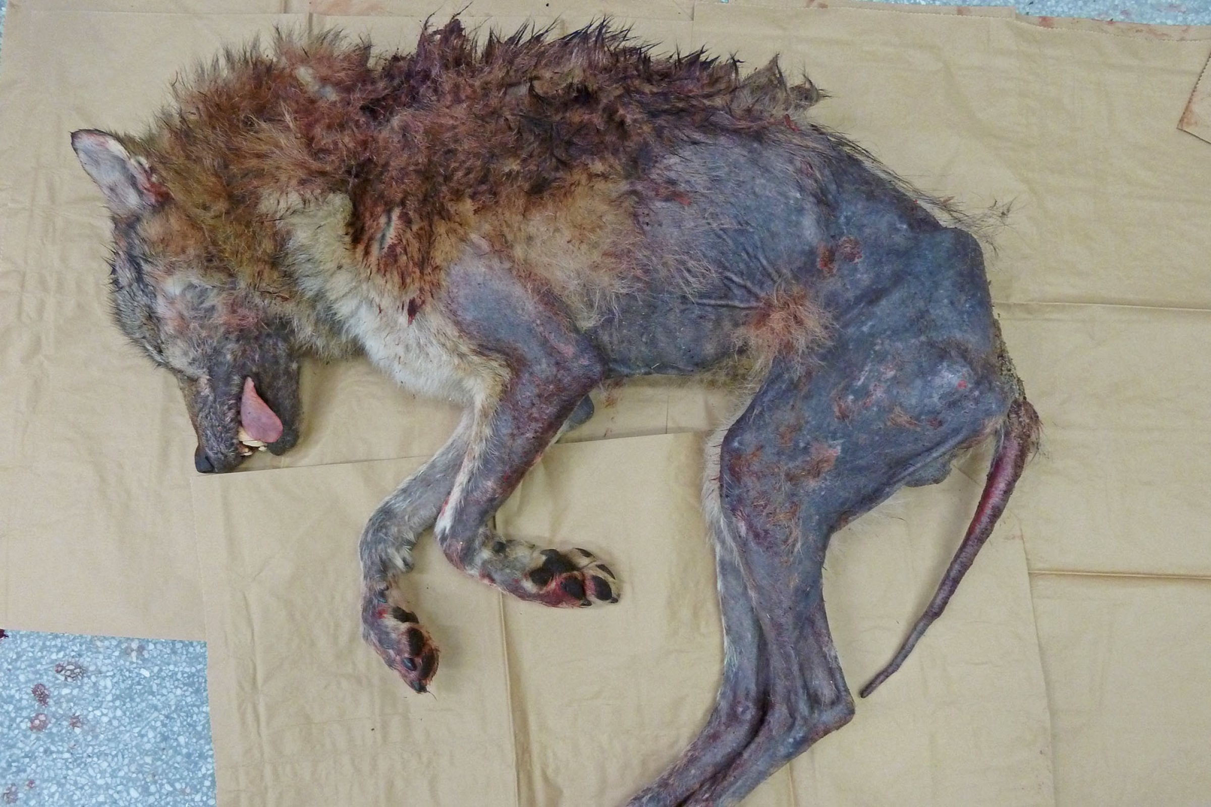 Ulv alvorleg angrepen av skabb med store hårlause område. Foto: Turid Vikøren/Knut Madslien, Veterinærinstituttet