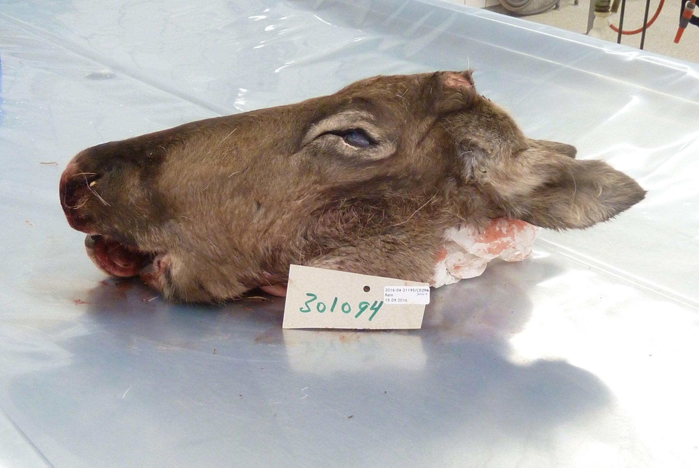 Hode fra en tidligere rein undersøkt i 2017. Foto: Marianne Heum, Veterinærinstituttet