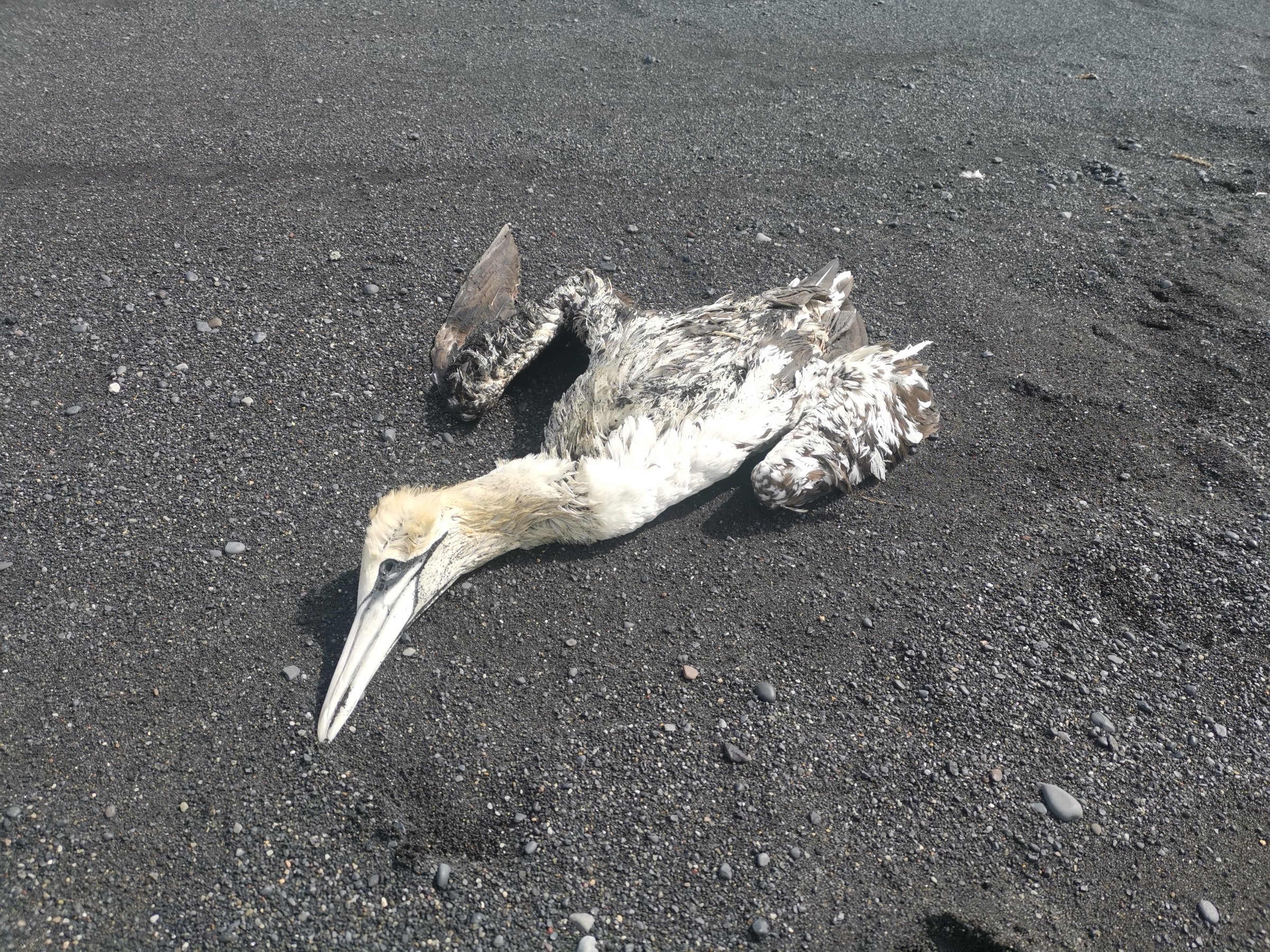 Død havsule. Foto: Morten Helberg