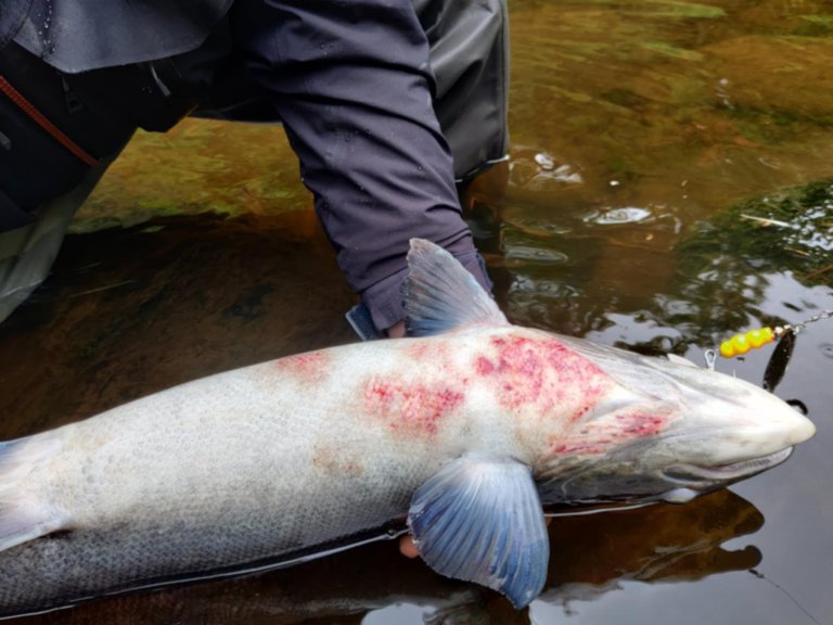 Laks med symptomer på Red Skin Disease fra Enningsdalselva I Østfold. Foto: Geir Jensen