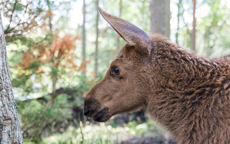 Moose or European elk (Alces alces) young calf in forest in Norway. Photo: COLOURBOX.jpg