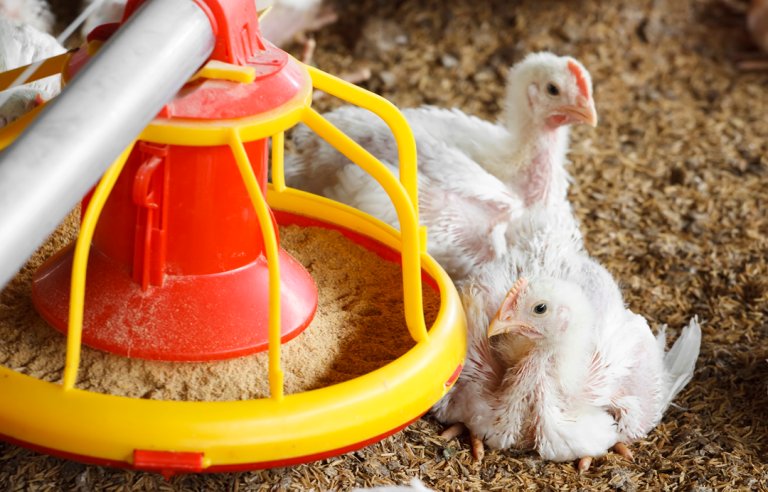 Slaktekylling. Foto: Colourbox