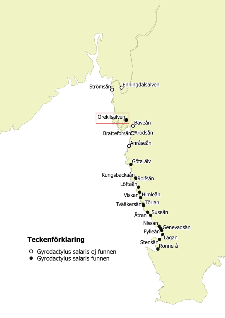 Figurtekst: Kart som viser smittestatus for Gyrodactylus salaris på den svenske vestkysten Foto: Modifisert og gjengitt med tillatelse fra Erik Degerman, Sveriges Lantbruksuniversitet (SLU).