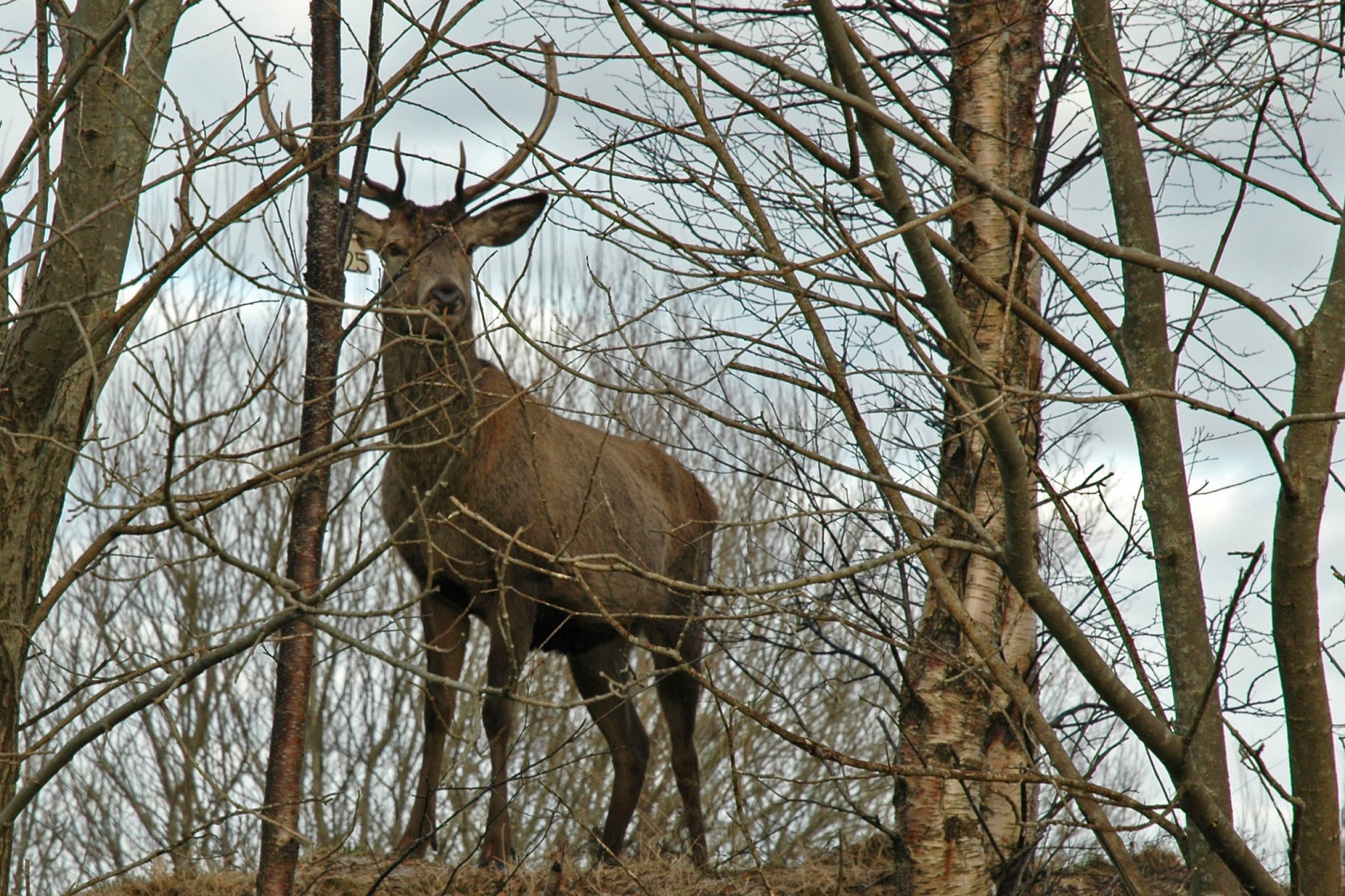 Den 22. oktober forsvarer Mariella Evelyn Güere Calderón ved NMBU doktoravhandlingen sin “Genetic variation in Norwegian cervids – relevance to the occurrence of Chronic Wasting Disease (CWD)”. Illustrasjonsfoto: Knut Madslien