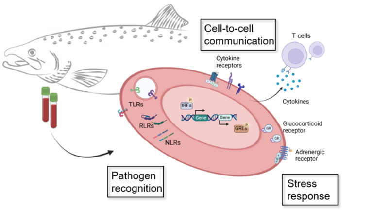 Laksens røde blodceller har mange flere funksjoner i tillegg til å bære oksygen. Doktorgradsarbeidet til Thomais Tsoulia har spesielt sett på hvordan de reagerer på virus og stress