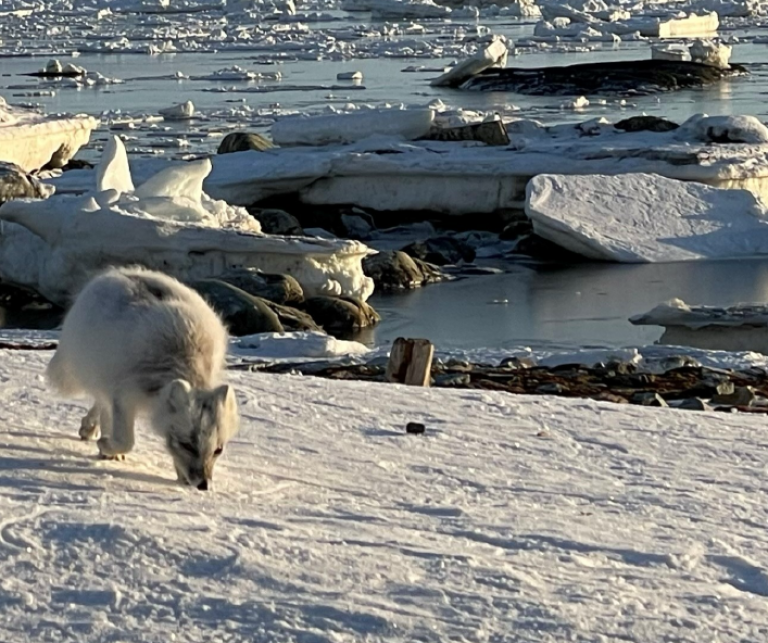 Fjellrev i Hornsund-området på Svalbard. i april 2024, med symptomer om pelslus. Foto: Ingvild Øyjordet
