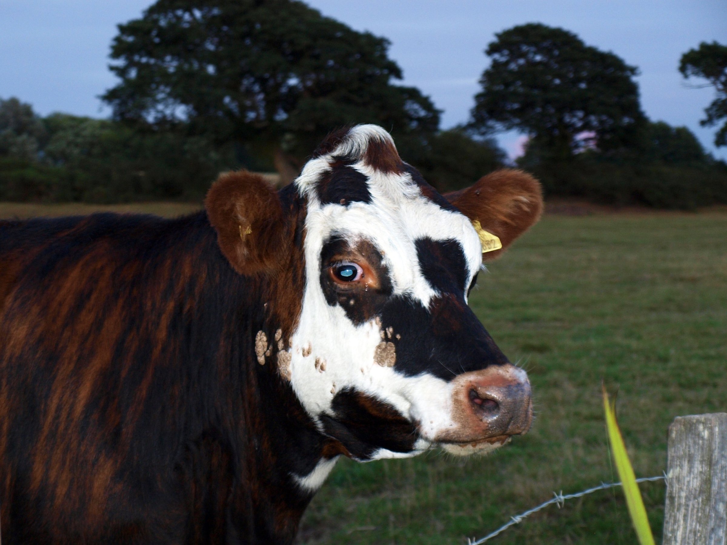 Ringorm hos storfe. Foto: Anne Mette Kirkemo