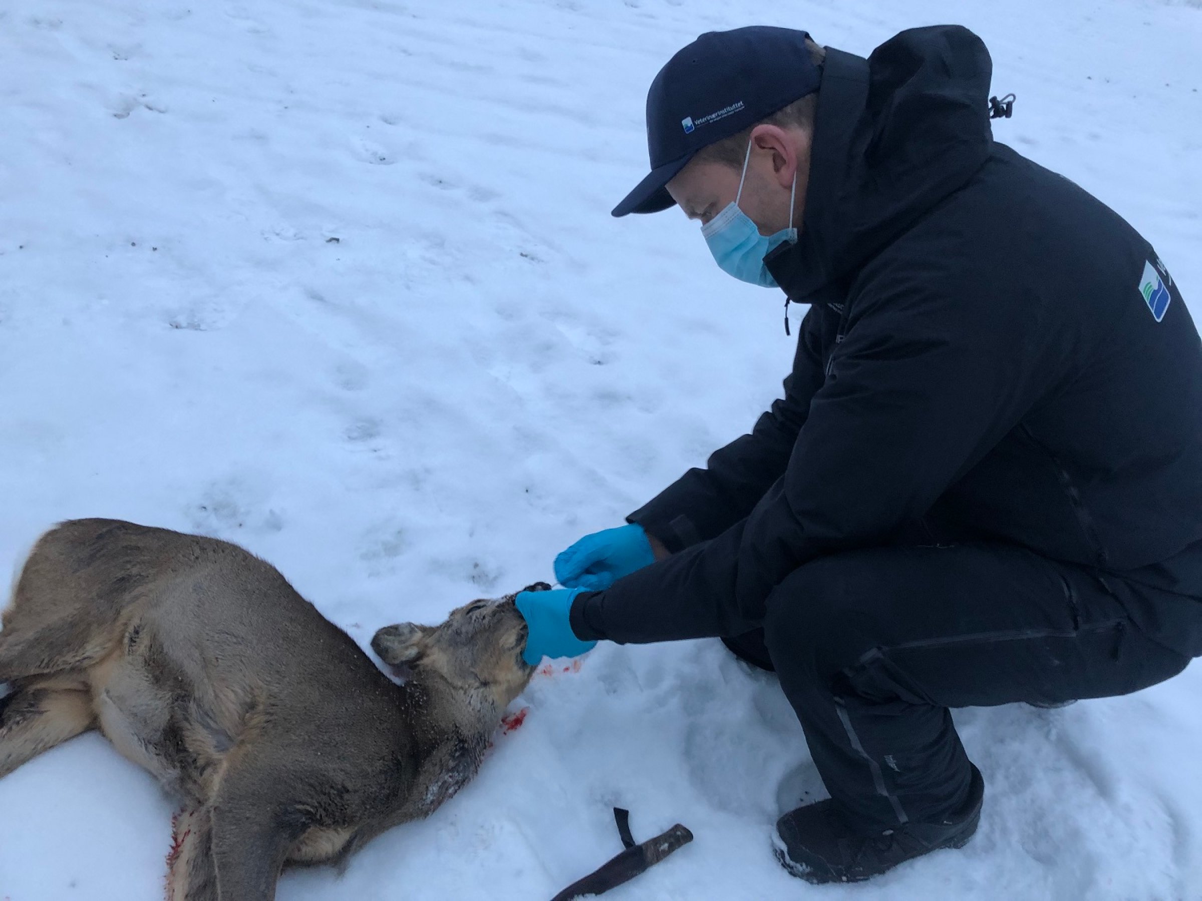 Prøvetaking av rådyr for korona i Maridalen 7. desember 2021. Knut Madslien tar prøver. Foto: Jon Hagen