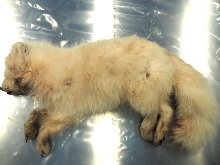 Fjellrev liggende på obduksjonsbenken. Reven ble obdusert ved Veterinærinstituttet og fikk påvist rabies.