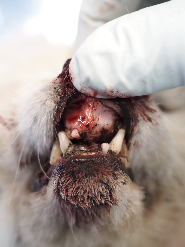 Munnen til en rev som mangler de fleste framtennene og har store sår i munnslimhinnen.
