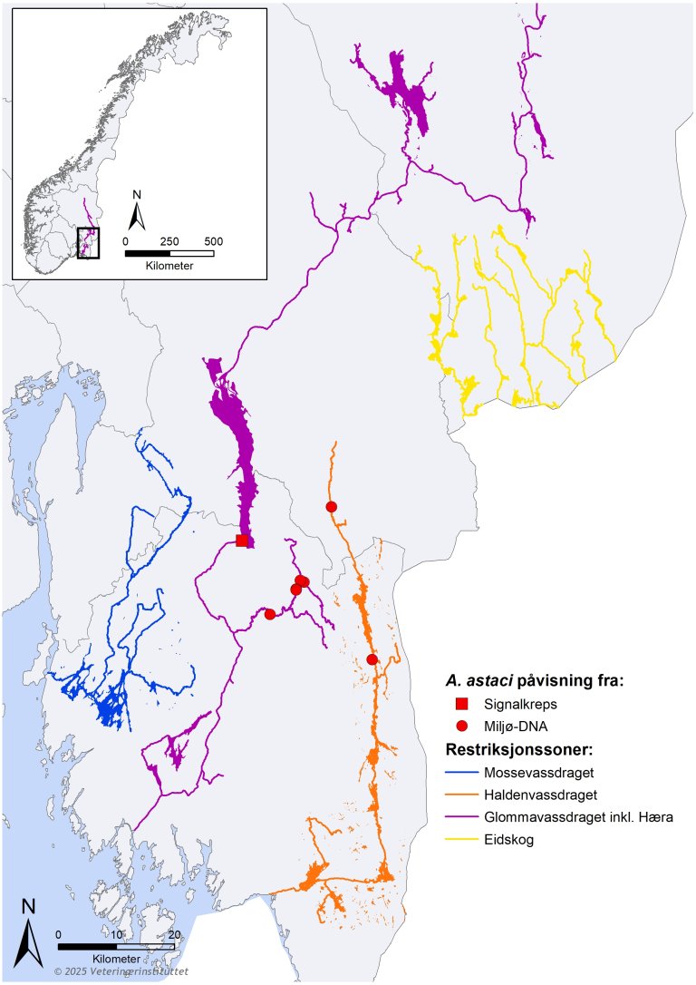 Kart over eksisterende restriksjonssoner og påvisning av A. astaci med miljø-DNA i 2024, samt nytt funn av smittebærende signalkreps i Øyern i 2024. Kart: Attila Tarpai, Veterinærinstituttet