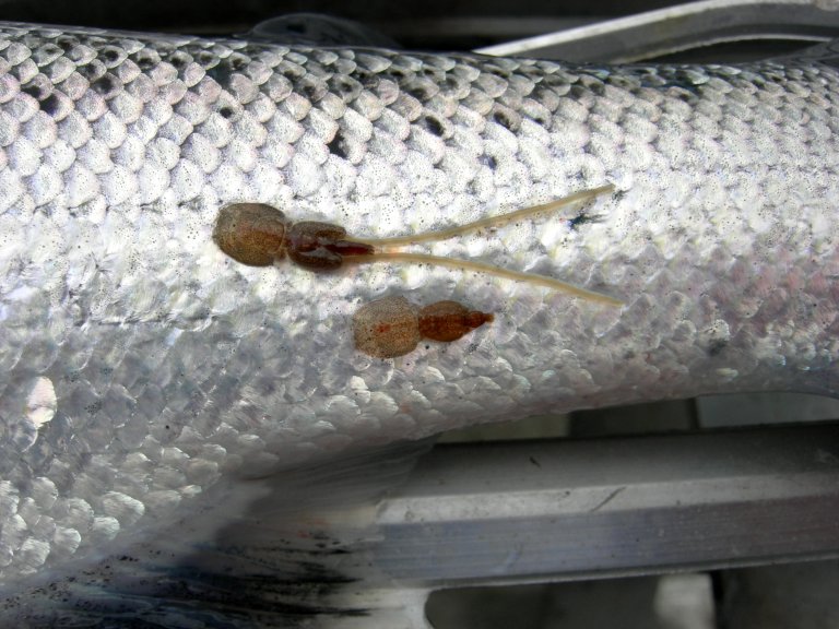Bilde av lakselus på en fisk
