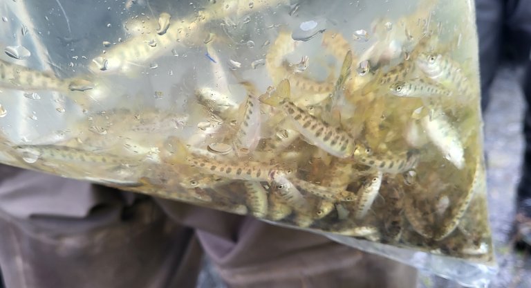 Yngel i plastsekk for utsetting