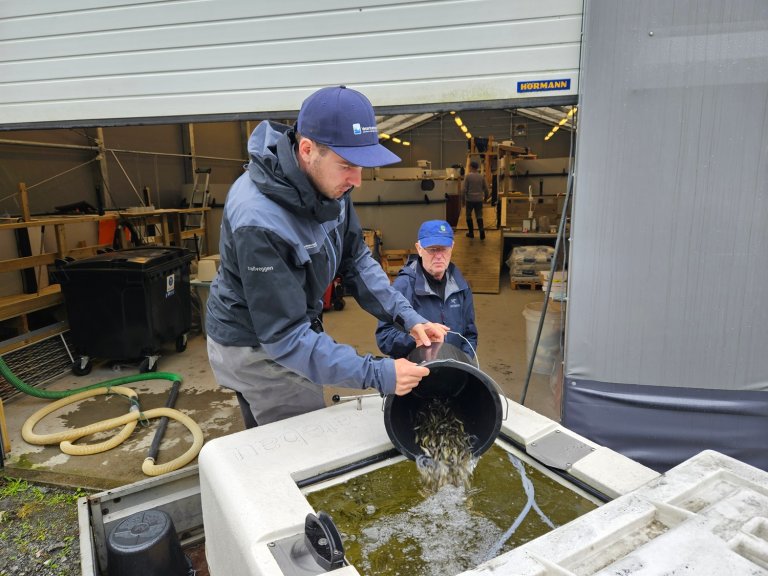 Henting av stedegen lakseyngel fra klekkeriet i Leirfjord.