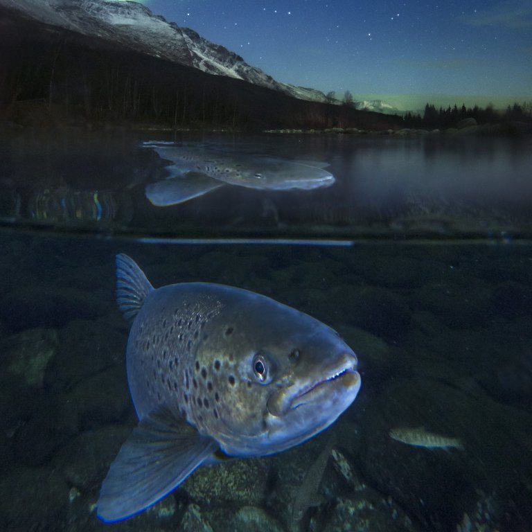 Arctic trout in Northern Light (WPY 2016) HIGHRES.jpg