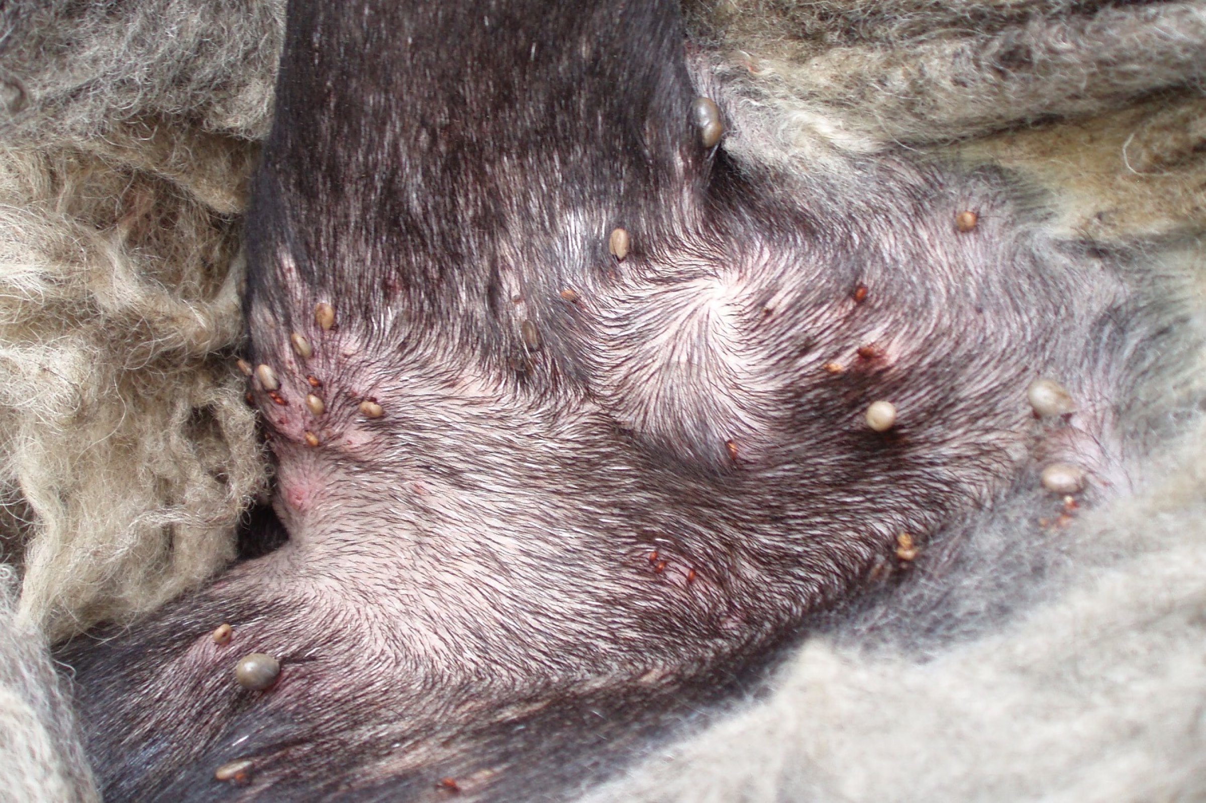 Foto av flåtten i ulike stadier sau: små nymfer og store voksne flått.