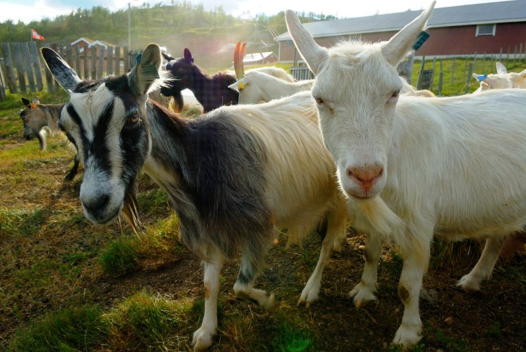 Geiter på en gård.