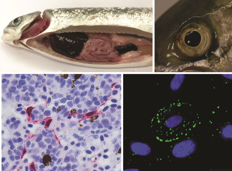 20250117 Faktaside ILA_Johanne Hol Fosse mfl3.png