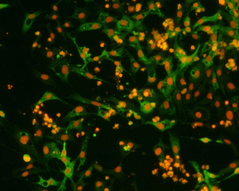 20250301 PD_Hilde Sindre.jpg