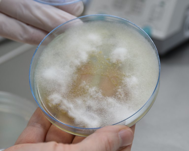 Faktaside Saprolegnia_Foto_Mari M Press.jpg