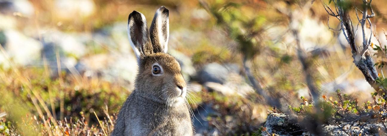 Status harepest utbrudd og statistikk